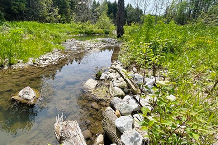 After photo of a livestake planting of Red-osier Dogwood along Naftel’s Creek to stabilize soils.
