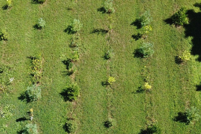 Wayne Caldwell’s four-year-old planting with a mowed clover cover crop.
