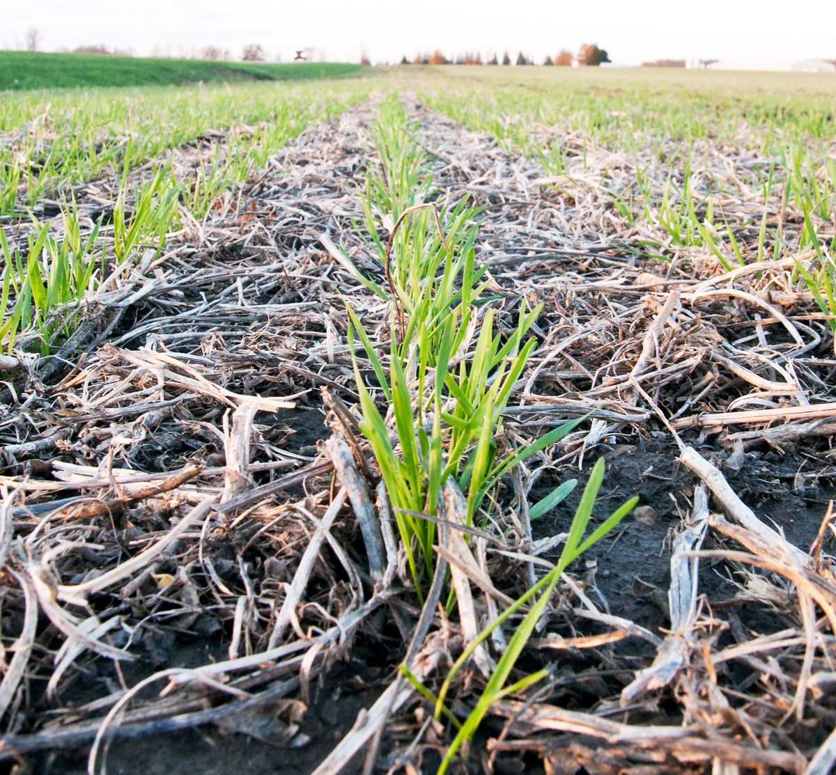 Healthy soil has many economic and environmental benefits including improved crop growth, yield and quality, water and nutrient retention, resilience, biodiversity, and climate change adaptation and mitigation.